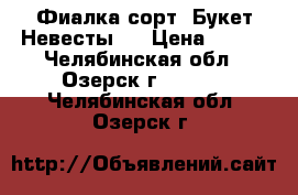 Фиалка сорт “Букет Невесты“  › Цена ­ 100 - Челябинская обл., Озерск г.  »    . Челябинская обл.,Озерск г.
